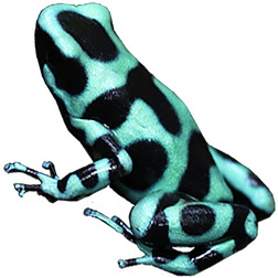 El Cope Auratus
